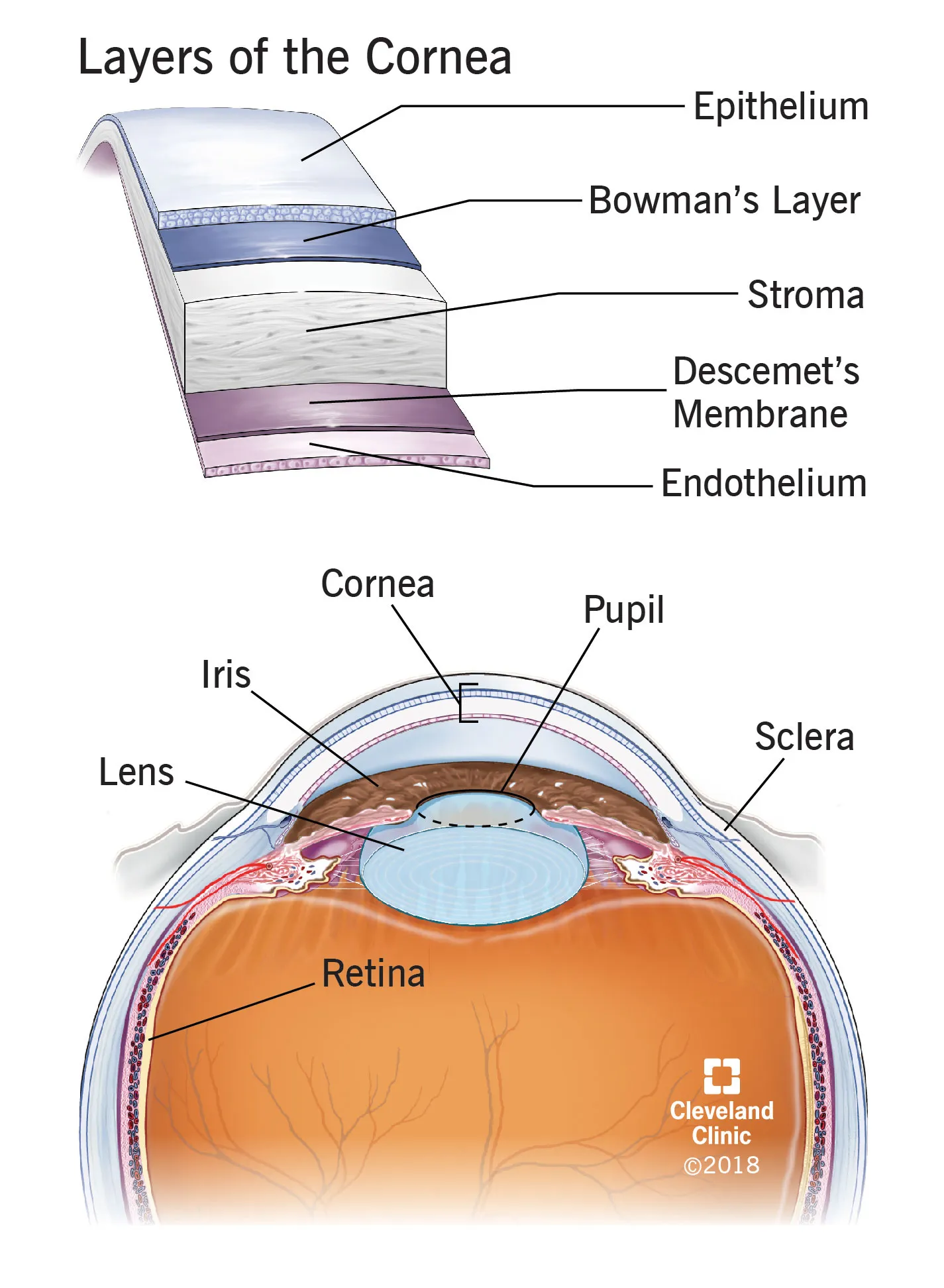 Ilustração das cinco camadas da córnea e, abaixo, do olho em corte com córnea, íris, pupila, cristalino, esclera e retina.